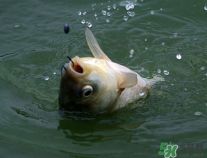 四月份能釣魚嗎？四月份釣什么魚？