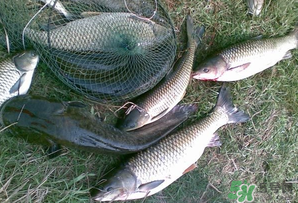 四月份能釣魚嗎？四月份釣什么魚？
