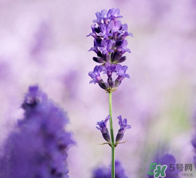 4月份有薰衣草嗎？四月份薰衣草開了嗎？