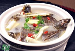 懷孕初期能吃甲魚嗎？懷孕初期可以吃甲魚嗎？