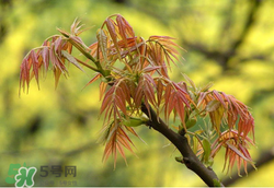 香椿多少錢一斤？香椿芽多少錢一斤2017？