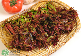 香椿為什么會苦？香椿苦味怎么回事？