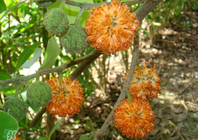 構(gòu)樹花孕婦能吃嗎？構(gòu)樹花孕婦可以吃嗎？