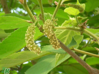 構(gòu)樹花孕婦能吃嗎？構(gòu)樹花孕婦可以吃嗎？