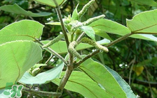 構(gòu)樹穗孕婦能吃嗎？孕婦能吃構(gòu)樹穗嗎？