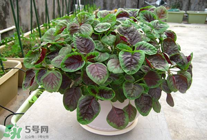 孕婦能吃莧菜嗎？孕婦可以吃莧菜嗎？