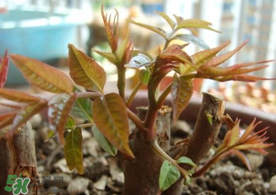香椿什么時(shí)候發(fā)芽？香椿什么時(shí)候采摘？