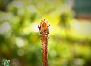 香椿什么時(shí)候發(fā)芽？香椿什么時(shí)候采摘？