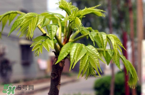香椿什么時(shí)候發(fā)芽？香椿什么時(shí)候采摘？