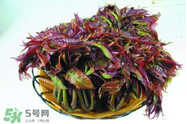 香椿什么時(shí)候上市？香椿幾月份上市？