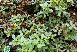 馬齒莧能治白發(fā)嗎？馬齒莧可以治白發(fā)嗎？