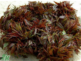 香椿什么味道？香椿吃起來什么味道？