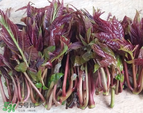 香椿什么味道？香椿吃起來什么味道？
