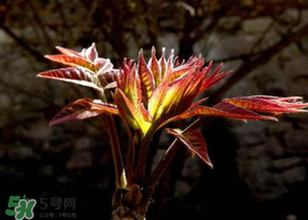 香椿能放冰箱嗎？香椿放冰箱能保存多久？
