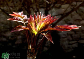 香椿苦能吃嗎？香椿苦怎么做好吃？