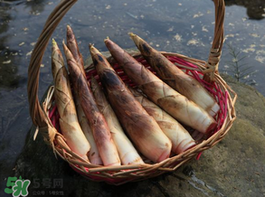 竹筍為什么澀？竹筍如何去澀？