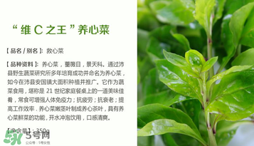 救心菜孕婦能吃嗎？救心菜孕婦可以吃嗎？