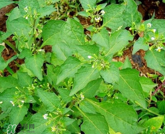 孕婦可以吃龍葵菜嗎？龍葵菜孕婦可以吃嗎？