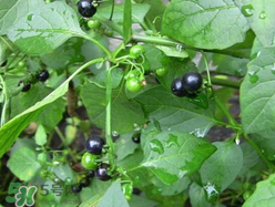 孕婦可以吃龍葵菜嗎？龍葵菜孕婦可以吃嗎？