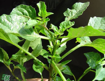 孕婦可以吃龍葵菜嗎？龍葵菜孕婦可以吃嗎？