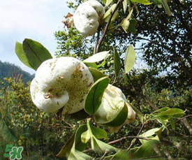 茶耳孕婦能吃嗎？孕婦能吃茶耳嗎？