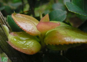 茶耳孕婦能吃嗎？孕婦能吃茶耳嗎？