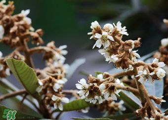 枇杷花孕婦能喝嗎？枇杷花孕婦可以喝嗎？