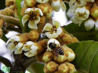 枇杷花孕婦能喝嗎？枇杷花孕婦可以喝嗎？