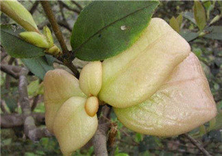 茶耳孕婦能吃嗎？孕婦能吃茶耳嗎？