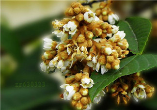 枇杷花孕婦能喝嗎？枇杷花孕婦可以喝嗎？
