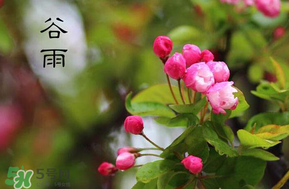 谷雨會下雨嗎？2017年谷雨會下雨嗎？