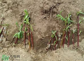 香椿可以扦插嗎？香椿什么時候扦插？