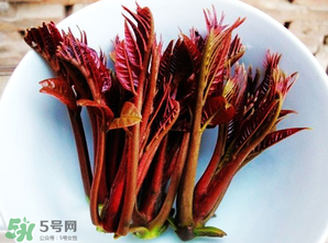 香椿能插活嗎？香椿樹枝能插活嗎？