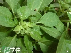 魚香菜的營養(yǎng)價(jià)值_魚香菜的功效與作用及食用方法