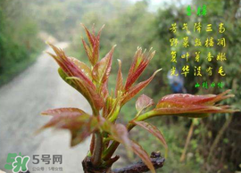 香椿臭嗎？香椿為什么那么臭？