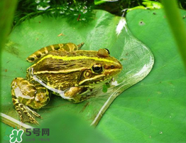 孕婦能吃青蛙嗎？孕婦可以吃青蛙嗎？