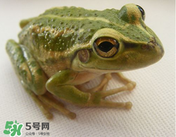 孕婦能吃青蛙嗎？孕婦可以吃青蛙嗎？