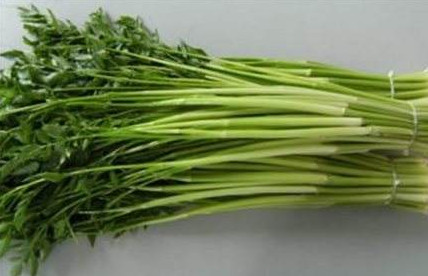 水芹菜是什么菜？水芹菜是野芹菜嗎