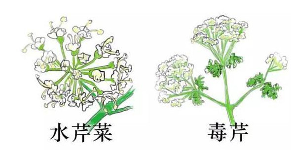水芹菜有毒嗎？水芹菜有沒有毒