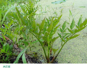 水芹菜和毒芹有哪些區(qū)別？水芹菜和毒芹圖片