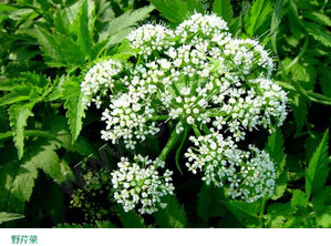 水芹菜和毒芹有哪些區(qū)別？水芹菜和毒芹圖片