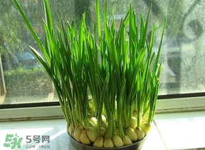 蒜苗發(fā)黃怎么回事？蒜苗發(fā)黃是什么原因？