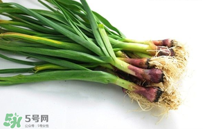 蒜苗多少錢一斤？蒜苗多少錢一斤2017？