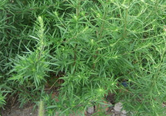 茵陳泡水喝有什么好處？茵陳泡水喝有什么功效與禁忌