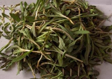 苦苦菜是什么菜？苦苦菜是苦苣嗎