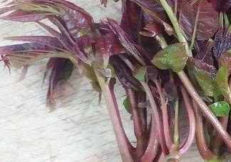 香椿芽怎么吃？新鮮香椿芽怎么吃