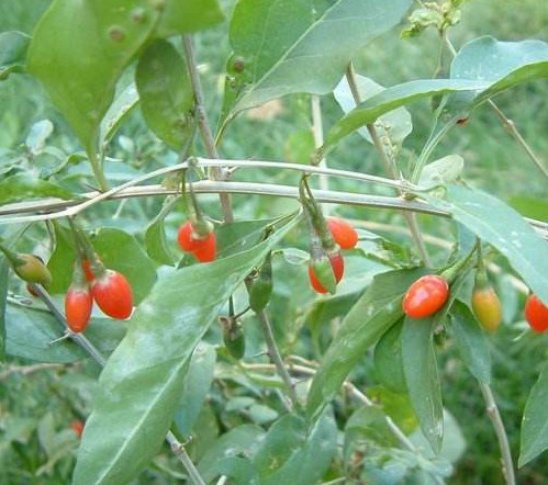 枸杞頭是什么樣子？枸杞頭是什么菜