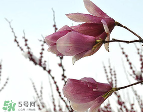 谷雨是什么季節(jié)？谷雨是春天還是夏天？