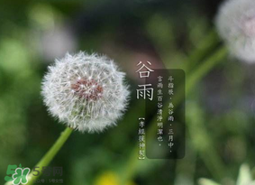 谷雨種什么菜？谷雨前后種什么蔬菜？