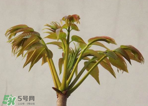 香椿紅的好還是綠的好？香椿紅色好還是綠色好？